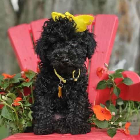 Baby Bell - Toy Poodle Female