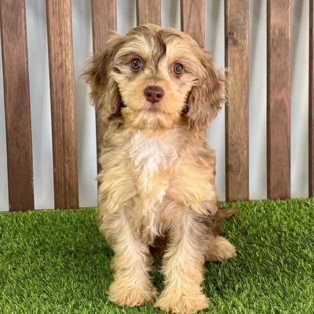 Dylan - Cavapoo Male