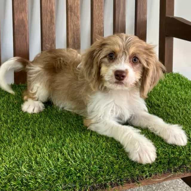 Dax - Cavapoo Male