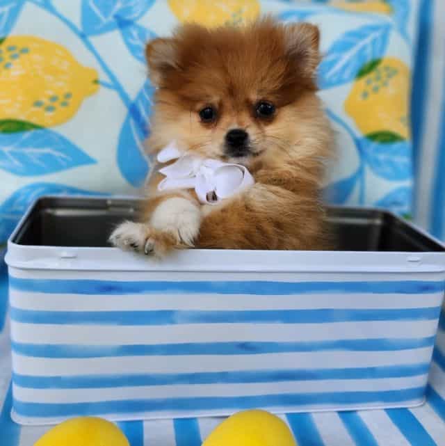 Mr Puff - Pomeranian Male