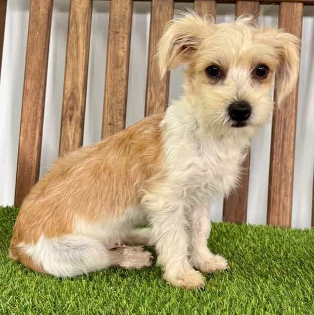 Yoda - Yorkie-Chon Male