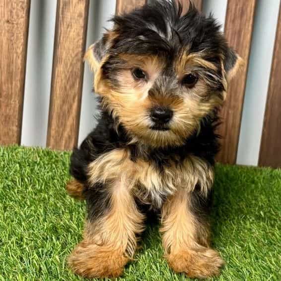 Ryker - Yorkshire Terrier Male
