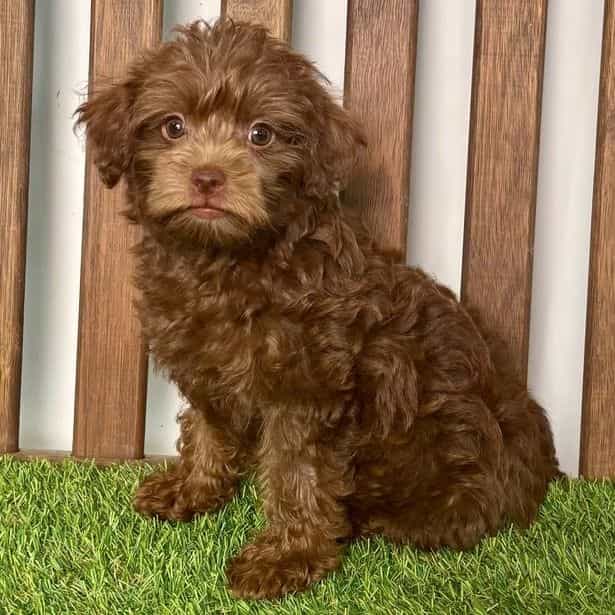 Perry - Yorkipoo Male