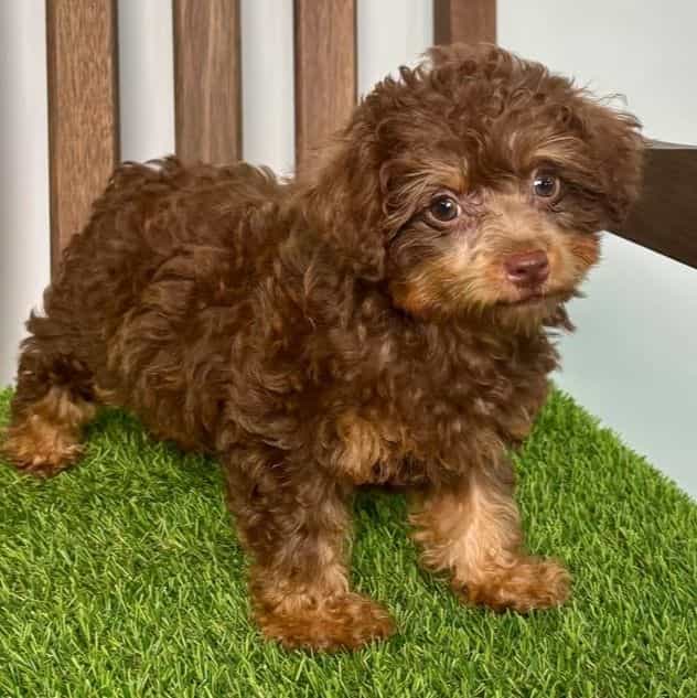 Polly - Yorkipoo Female