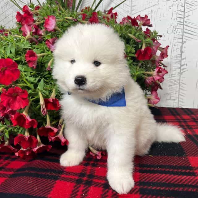 Fletcher *Pendi - Samoyed Male