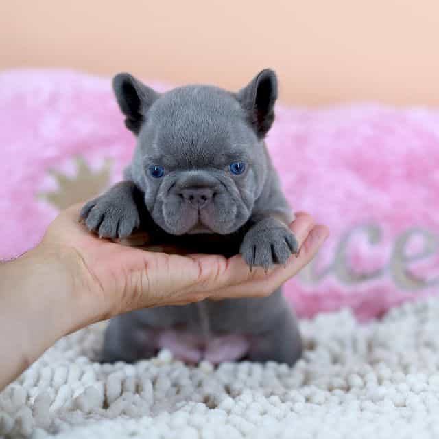 Diana - lilac c - French Bulldog Female