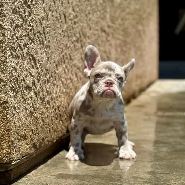 Zaharah - French Bulldog Female