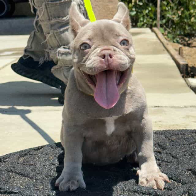 Rebecca - French Bulldog Female