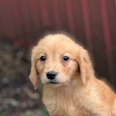 Cindy - Golden Retriever Female