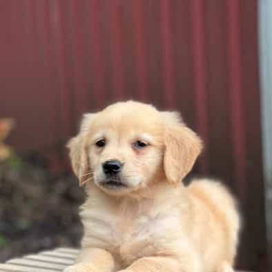Claire - Golden Retriever Female