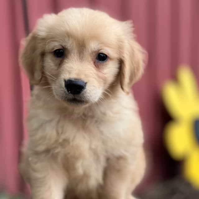 Charlie - Golden Retriever Male