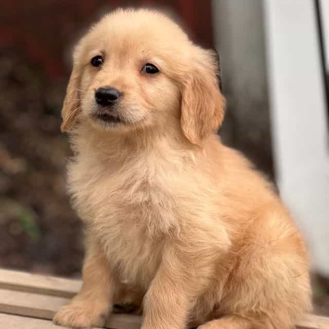 Casper - Golden Retriever Male