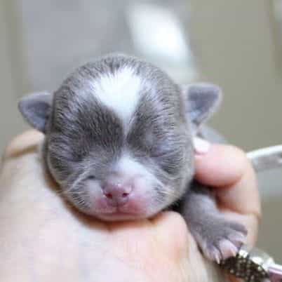 Nova - Chihuahua Female