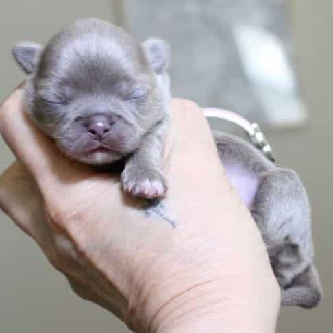 Pixie - Chihuahua Female
