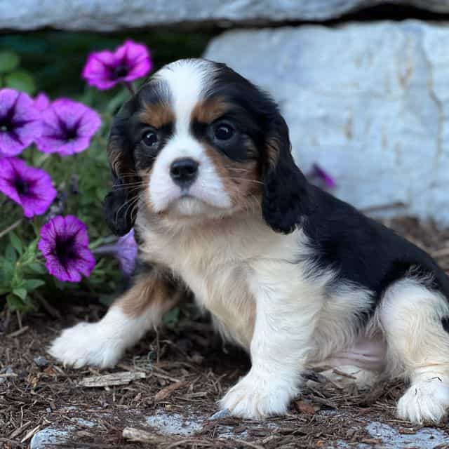 Dean - Cavalier King Charles Spaniel Male