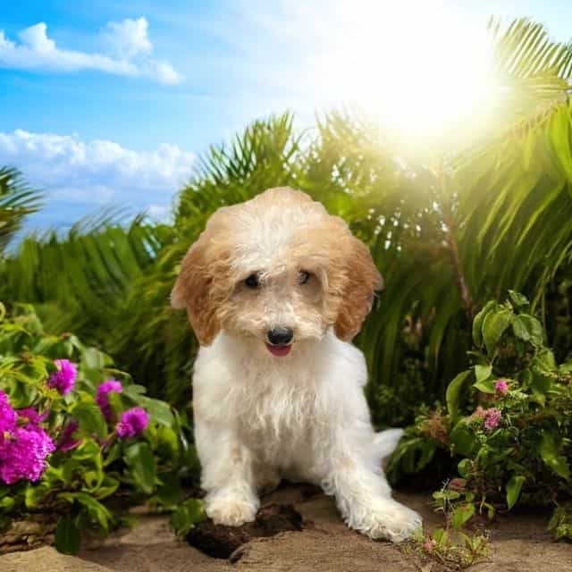 Maeve - Goldendoodle Female