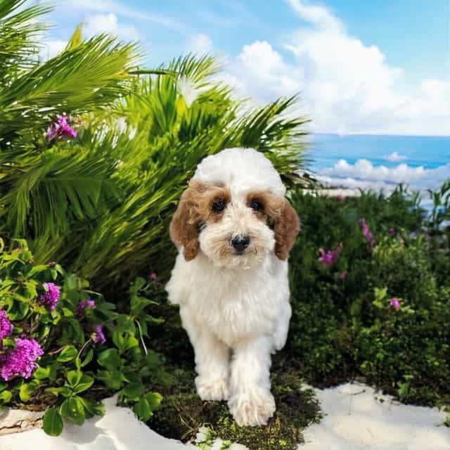 Connor - Goldendoodle Male
