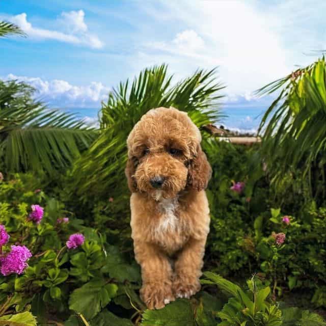 Arthur - Toy Poodle Male