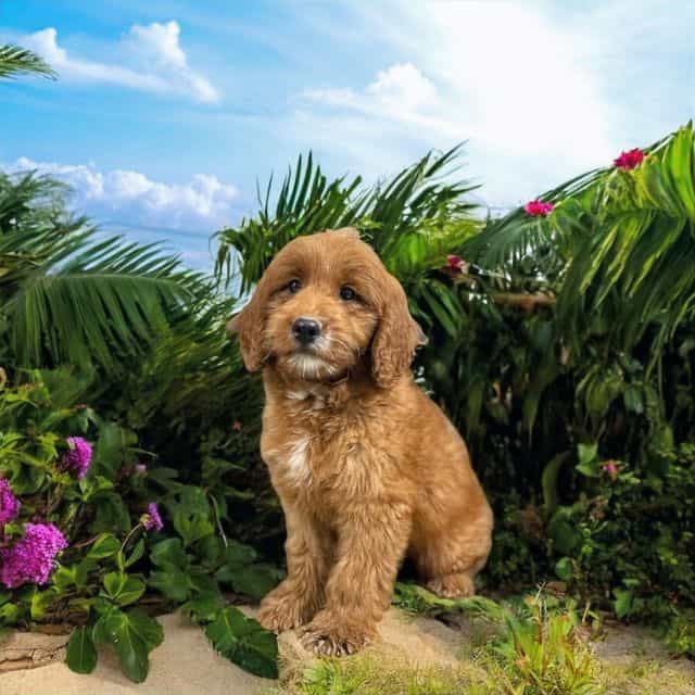 Kira - Miniature Golden Retriever Female