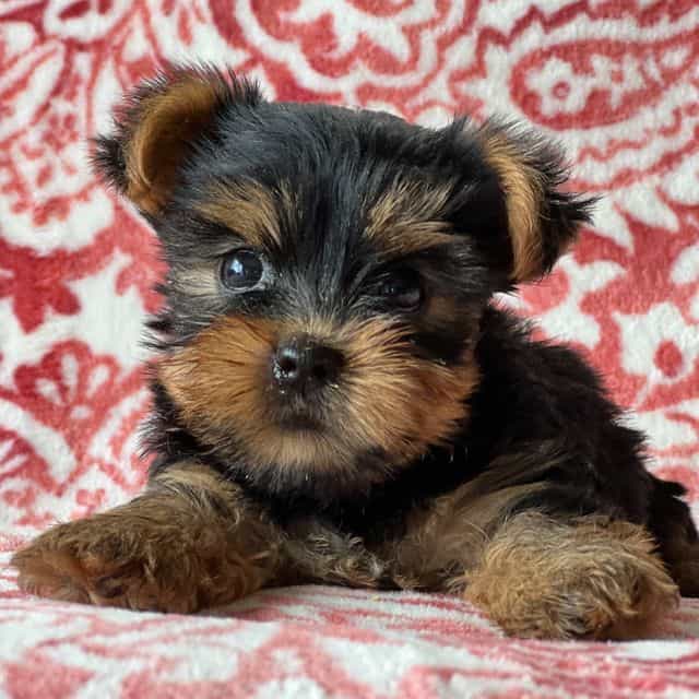 Sean - Yorkshire Terrier Male