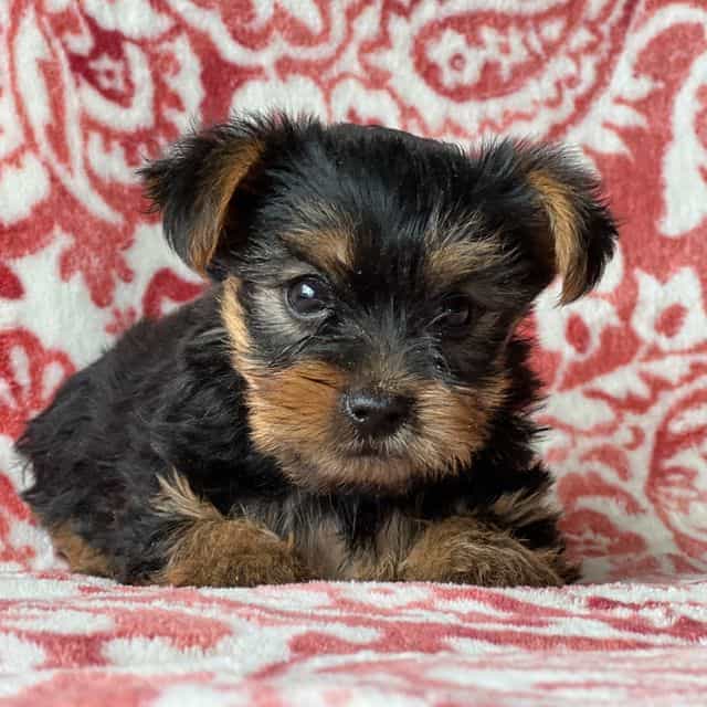 Seth - Yorkshire Terrier Male