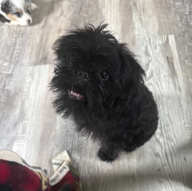 Gidget - Brussels Griffon Female