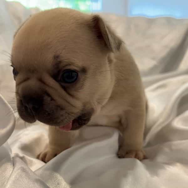 Tut - French Bulldog Male