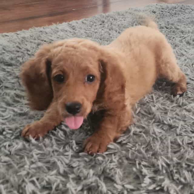 F1b Miniature W - Goldendoodle Male