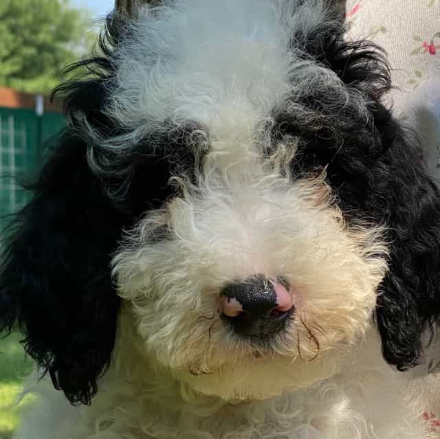 Bruce- mini por - Portidoodle Male