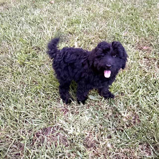 Blakie - Labradoodle Female