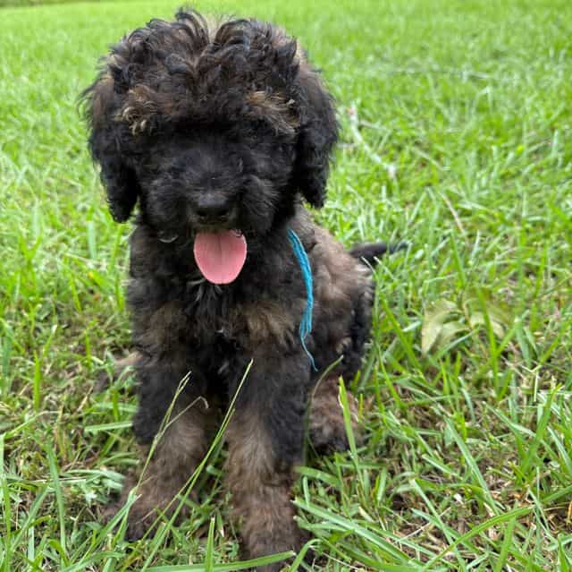 Buddy - Labradoodle Male