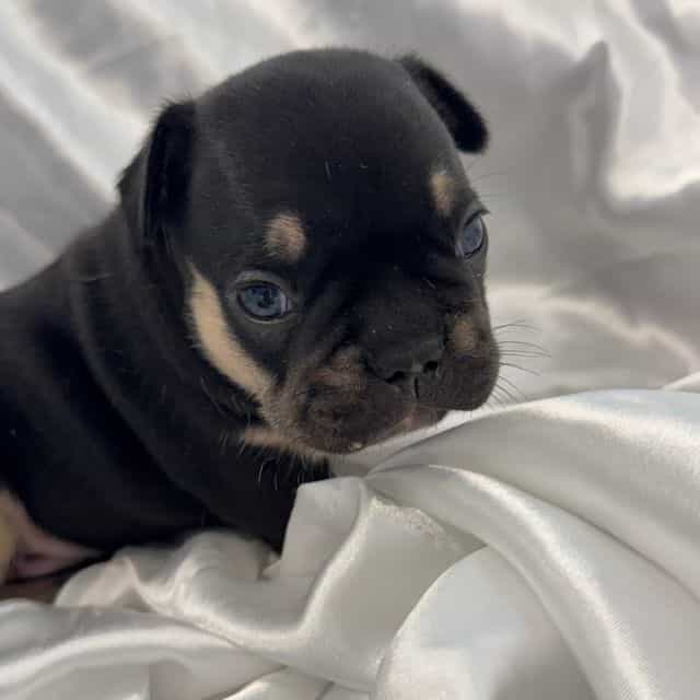 Keith - French Bulldog Male
