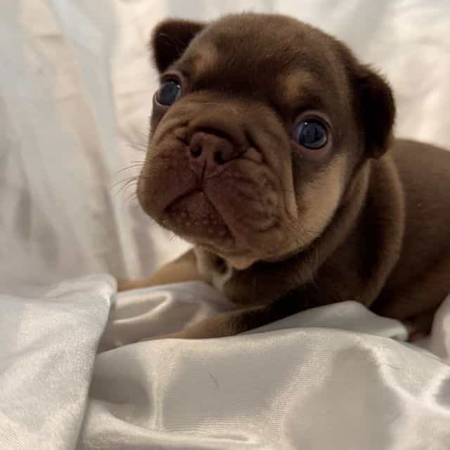 Jr. Bud - French Bulldog Male