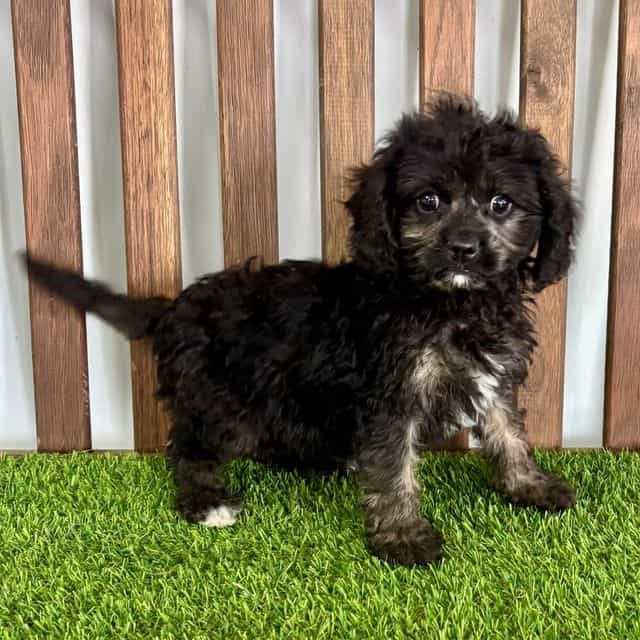 Cam - Cavapoo Male