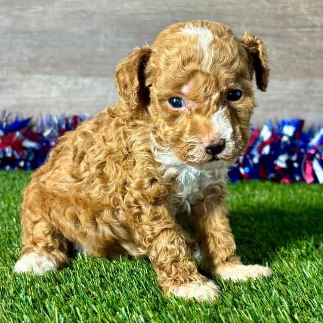 Tatum - Toy Poodle Male