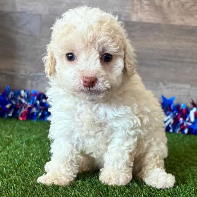 Tara - Toy Poodle Female