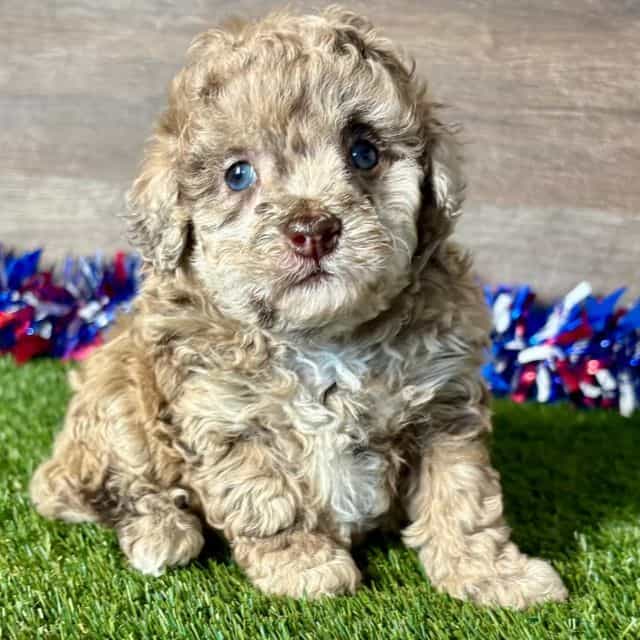 Tinsley - Toy Poodle Female