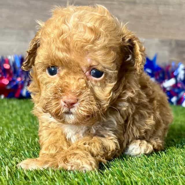 Tilly - Toy Poodle Female