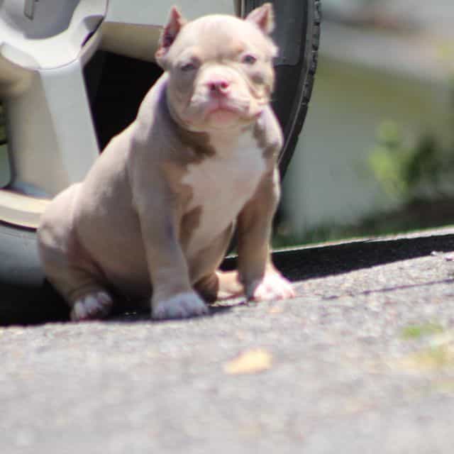 Exodus  - American Bully Male