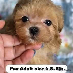Pax - Maltipoo Male