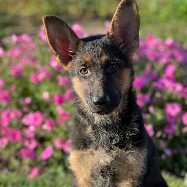 Renee - German Shepherd Dog Female