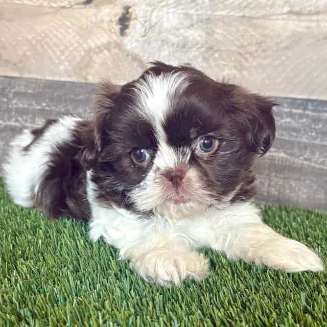 Samuel - Shih Tzu Male