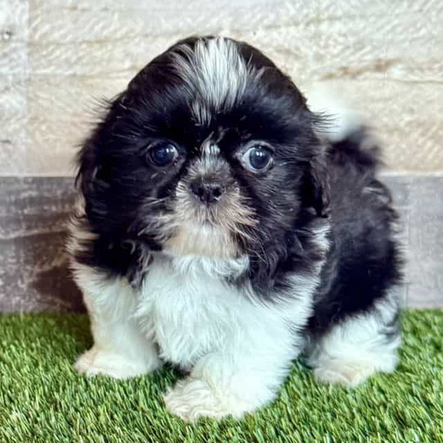 Sophie - Shih Tzu Female