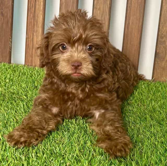 Perry - Yorkipoo Male