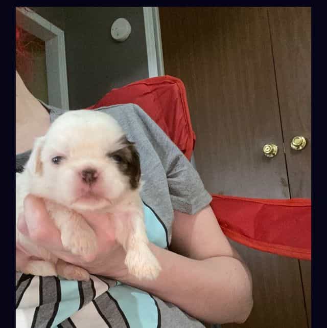 Sweet pea - Shih Tzu Female