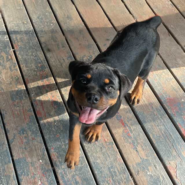 AKC Champion Bl - Rottweiler Female