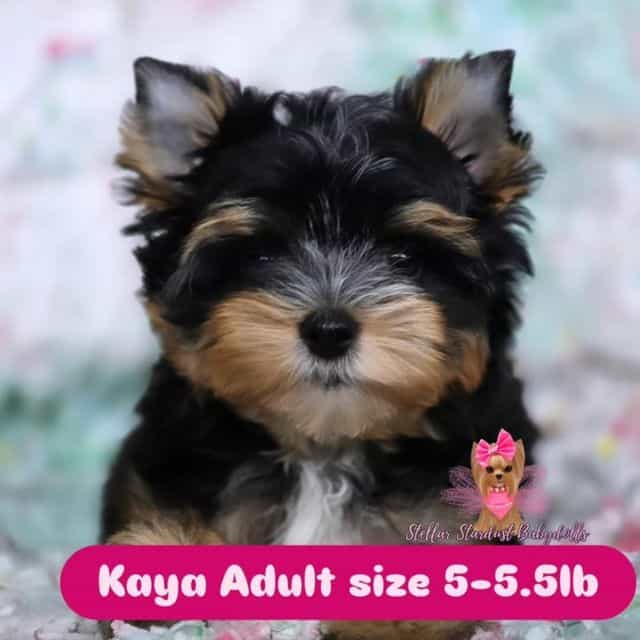 Kaya - Yorkshire Terrier Female