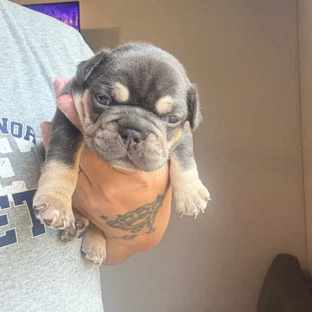 Coco - French Bulldog Male