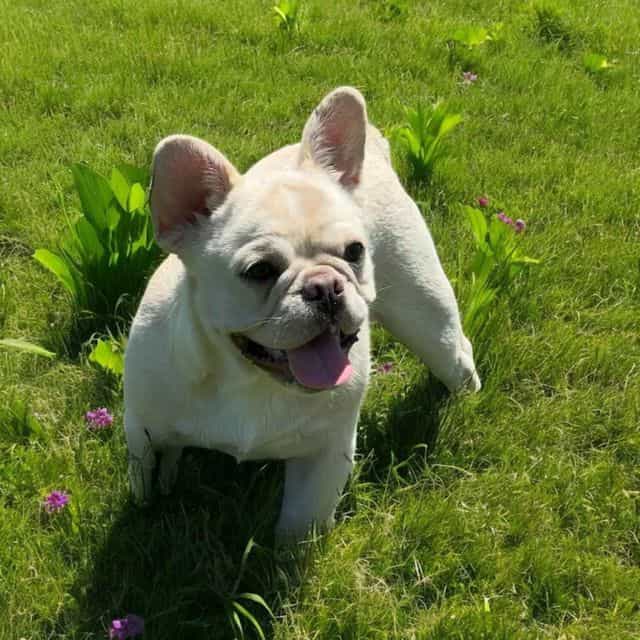 Huckleberry  - French Bulldog Male