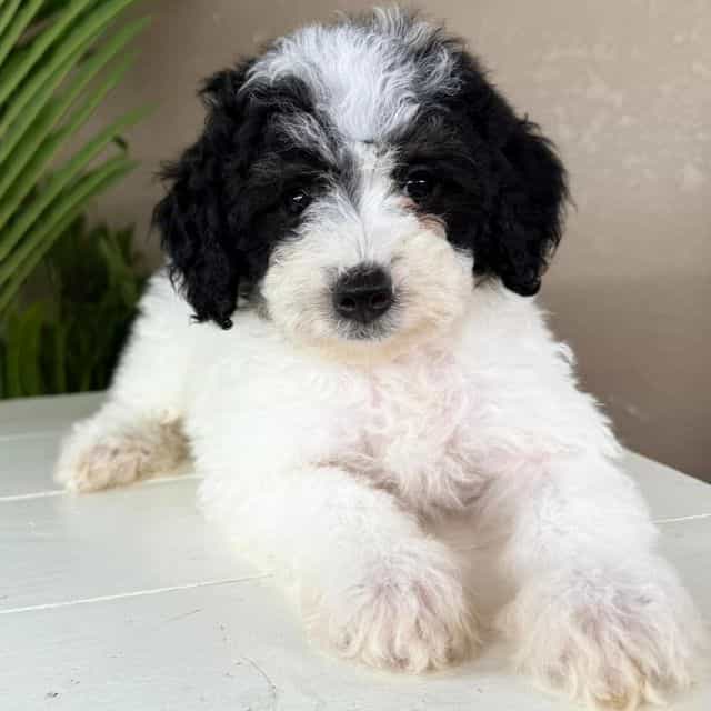Marshall - Bernedoodle Male